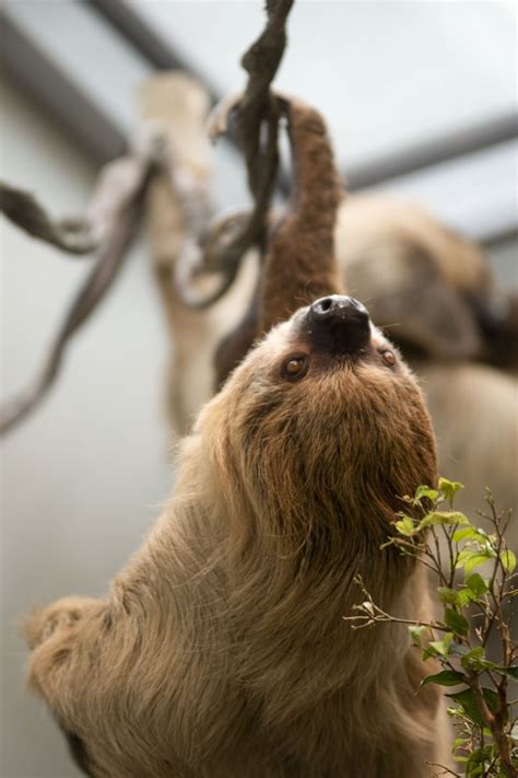 Hoffmanns Two Toed Sloth Choloepus Didactylus Zoochat
