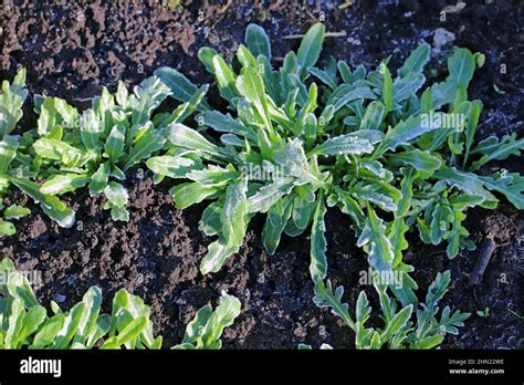 Young Arugula Plants Growing In The Garden Covered With Frost Spring