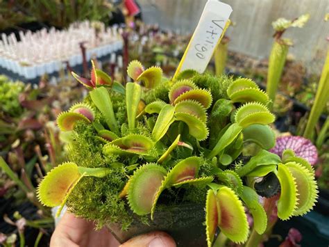 Dionaea Muscipula Vitiligo Carnivorous Plant Resource