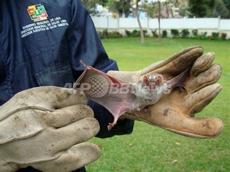 吸血コウモリの駆除、狂犬病対策に逆効果か ペルー調査 写真1枚 国際ニュース：afpbb News