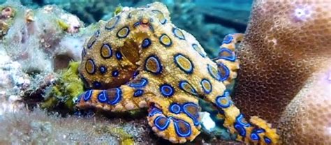 The Deadly Blue Ringed Octopus Critter Science