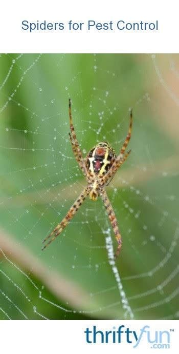 Spiders For Pest Control In The Garden Thriftyfun