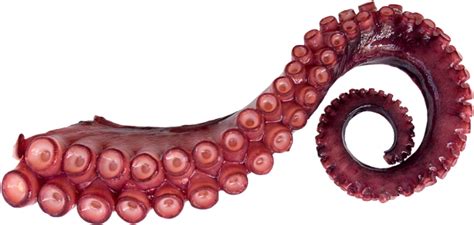 Octopus Tentacle Hypegulu