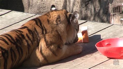Tigers Eating Lunch At Oakland Zoo Youtube