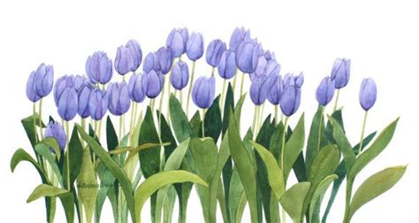 Purple Tulip Row Original Watercolor By Wandazuchowskischick 12000