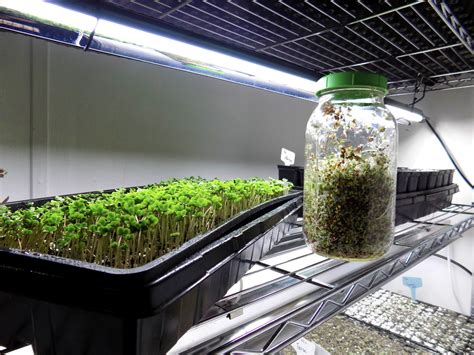 How To Grow Microgreens In Recycled Containers Microgreens Farmer