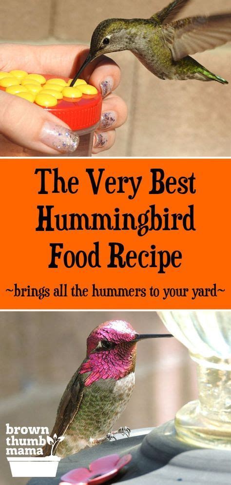 Hummingbird Food Recipe Hummingbird Food Make Hummingbird Food