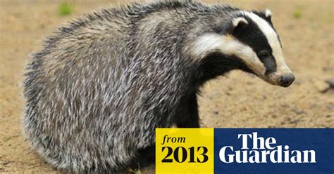 Humaneness Of Badger Cull To Be Judged On Noise Of Dying Animals