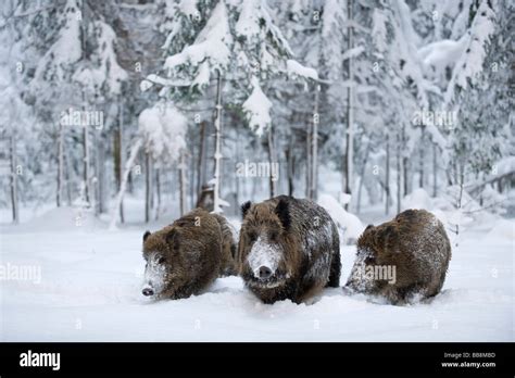 Wild Boars Sus Scrofa In A Heavily Snow Covered Forest Open Air