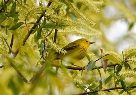 Warbler Migration At Magee Marsh Ohio Exploring With Beth