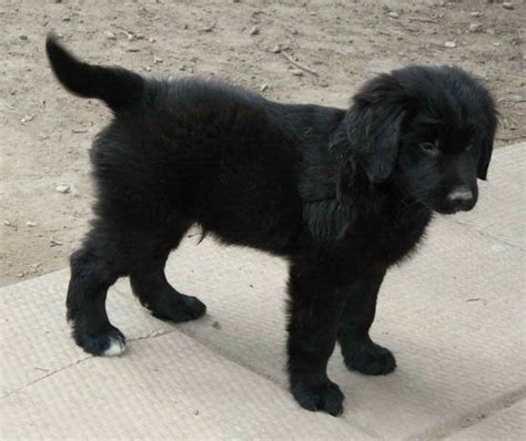 World renowned mr pitbull brand american pitbull puppies for sale. Black Golden Retriever Puppies For Sale | PETSIDI