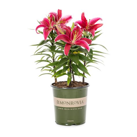 Lily Oriental Sunny Keys Plants Bulbs And Seeds At