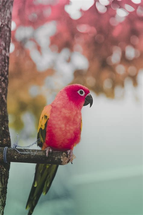100 Bird Images Download Free Pictures On Unsplash Cool Wallpapers