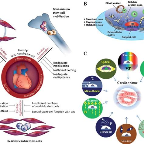 Mechanisms Of Endogenous Cardiac Regeneration In Vivo Stem Cell