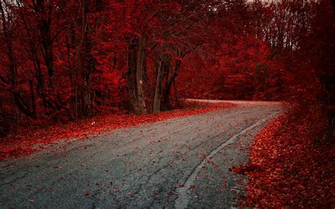 Red Leaves On Road Autumn Season Hd Photography 4k Wallpapers Images
