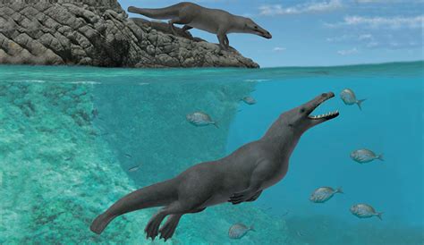 New Research Finds Four Legged Whales Once Roamed Land And Sea The
