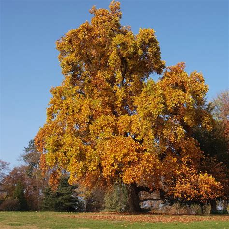 Buy Tulip Tree Liriodendron Tulipifera Online From Uk Supplier Of