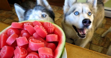 For Those Who Really Love Their Dogs Introducing Homemade Watermelon