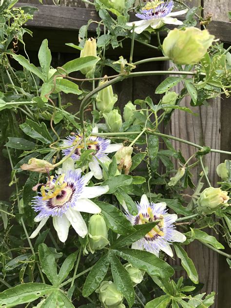 Blue Passion Flower Blue Passion Flower Passion Flower Flowers