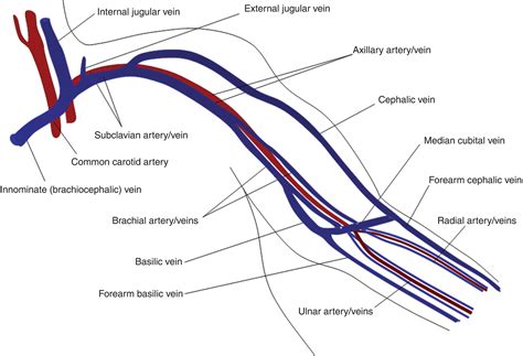 Anatomy Of Upper Extremity Veins