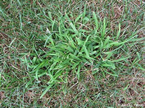 Annual Grassy Weed Identification Pictures
