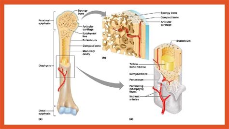 Gross Anatomy Of A Long Bone 1 Diaphysis