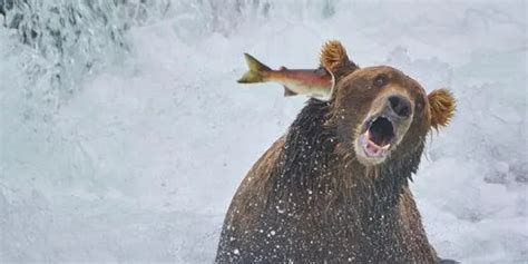 Funniest Animal Photos 20 Finalists Of The Comedy Wildlife Photography