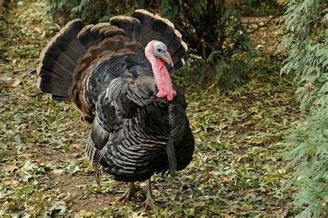 Prospect Park Zoos Franklin The Safest Turkey In Town