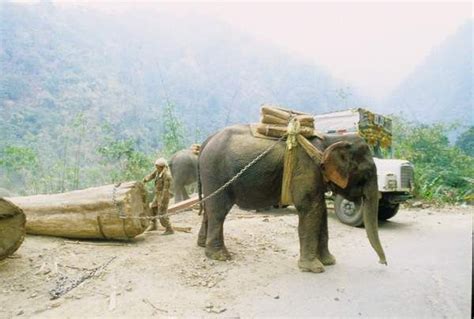 Elephant Transporting Logs Animals Mode Of Transport Horses