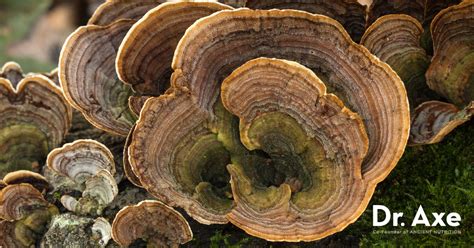turkey tail mushroom benefits uses recipes side effects dr axe