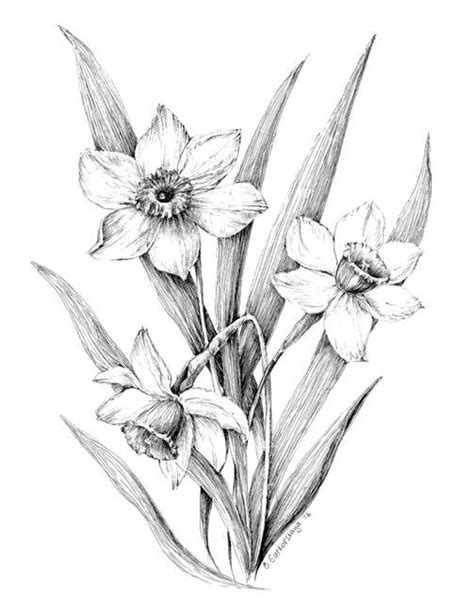 Narcissus Print Daffodil Drawing Floral Art Black And White Etsy
