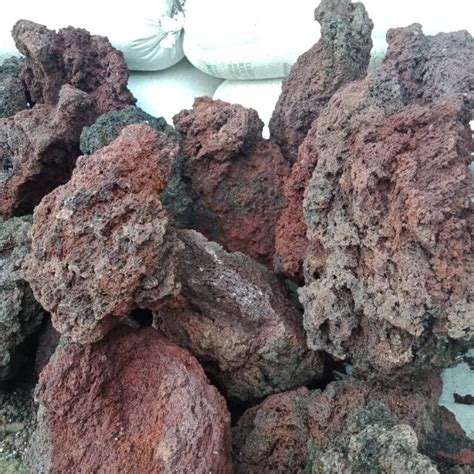 Tempat Batu Lava Rock Paludarium 2021