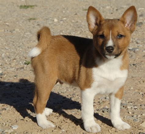 Image Of Basenji Puppy Dog In White And Tanpng 2 Comments Hi Res 720p Hd