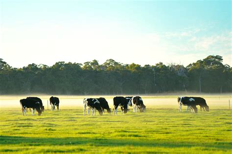 Australian Milk Production Forecast To Rise In 2024