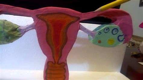 Anatoma Del Aparato Reproductor Femenino Youtube