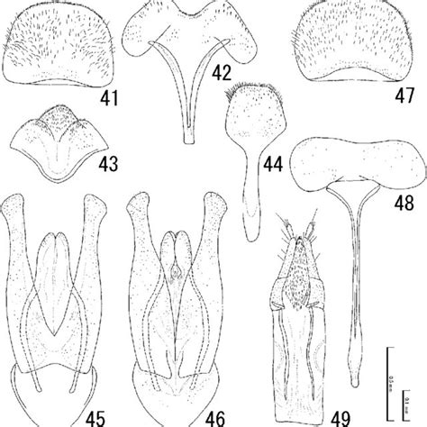 Male 2328 And Female 2931 Genitalia Of Nosodendron Hispidum