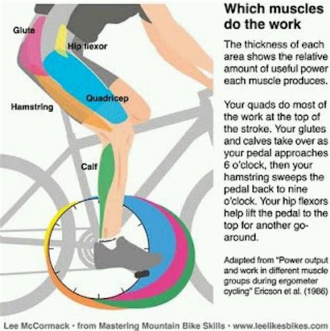 Muscles Biking Workout Cycling Muscles Cycling Workout