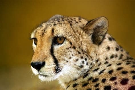 Hd Wallpaper Cheetah Hd 1080p Windows Animal Feline Animal Wildlife