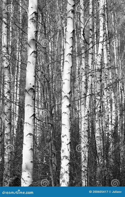Black And White Birch Trees With Birch Bark In Birch Forest Stock Image