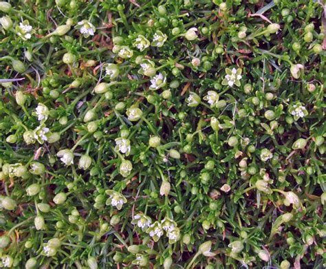 Procumbent Pearlwort Identify And Control This Lawn Weed