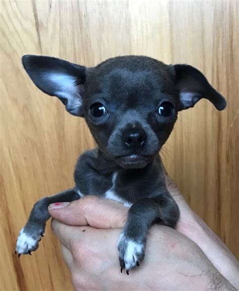 Chihuahua Dog For Adoption In Redmond Wa Adn 434255 On Puppyfinder