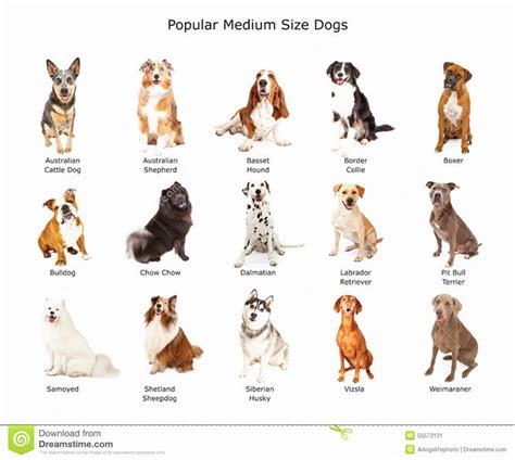 37 Best Medium Sized Dog Photos Of Popular Cute Medium Sized Dogs Dog