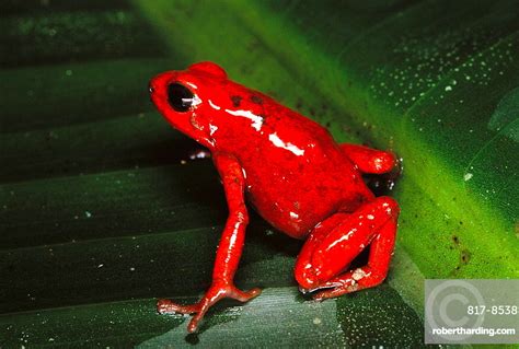 Red Poison Dart Frog Dendrobates Stock Photo