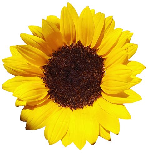 Common Sunflower Download Beautiful Pictures Of Sunflower Sunflower