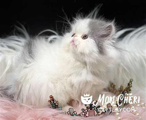 Exotic Longhair Kittens Vs Persian Kittens