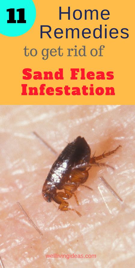 Effective Home Remedies To Get Rid Of Sand Fleas Infestation How To Get Rid Of Fleas In House