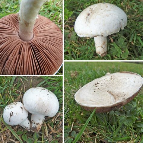Field Mushrooms Again Keep ‘em Coming The Mushroom Diary Uk Wild
