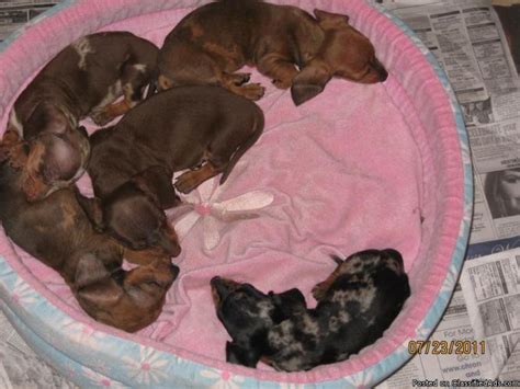You can also view videos and pictures on google, yelp, facebook and bing. Mini Dachshund Puppies - Price: 350. for sale in Pearland ...