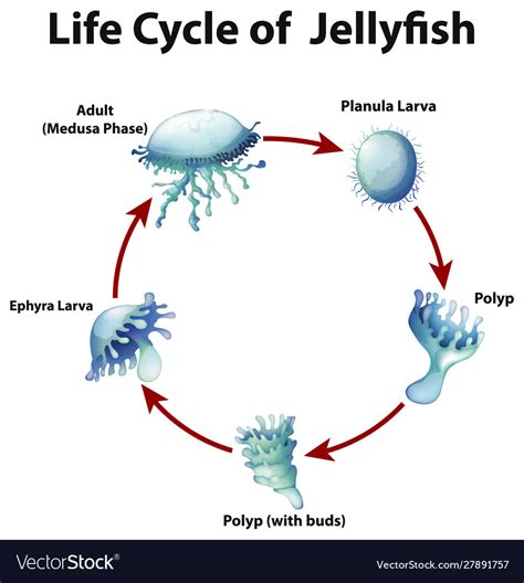 Diagram Showing Life Cycle Jellyfish Royalty Free Vector