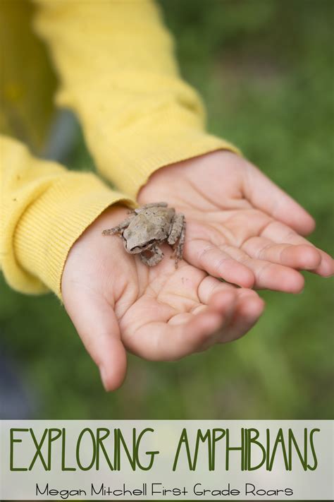 Learning About Amphibians For Kids